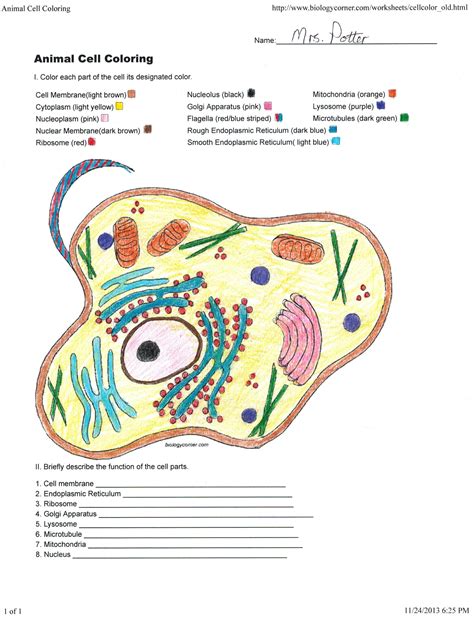 animal cell coloring sheet answers|animal cell diagram to color.